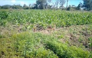 land for sale in ihururu nyeri