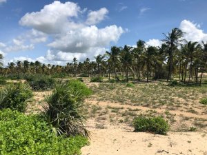 5 acre beach plot mjanaheri 1 q7v1l68ye60hf8b883ph5ue1i1n4fd1ja9v8wdebn4