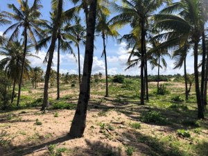 5 acre beach plot mjanaheri 4 q7wbwl47x2kqp4aupcngrkth9l6bu5k1j7a5bv3vxs