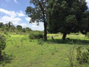 land for sale in siakago