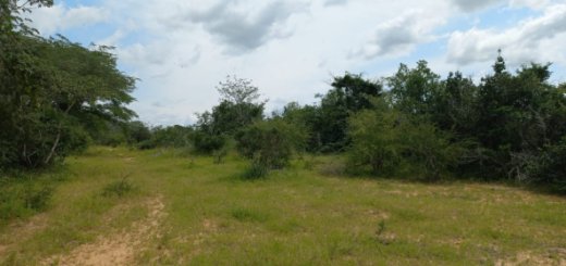 Kakoneni Malindi 230 Agricultural land for sale 7242367 592x444 1