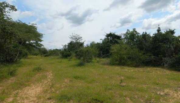 Kakoneni Malindi 230 Agricultural land for sale 7242367 592x444 1
