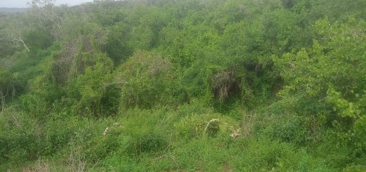 Mkaazi garashi farm land for sale 10 7346800