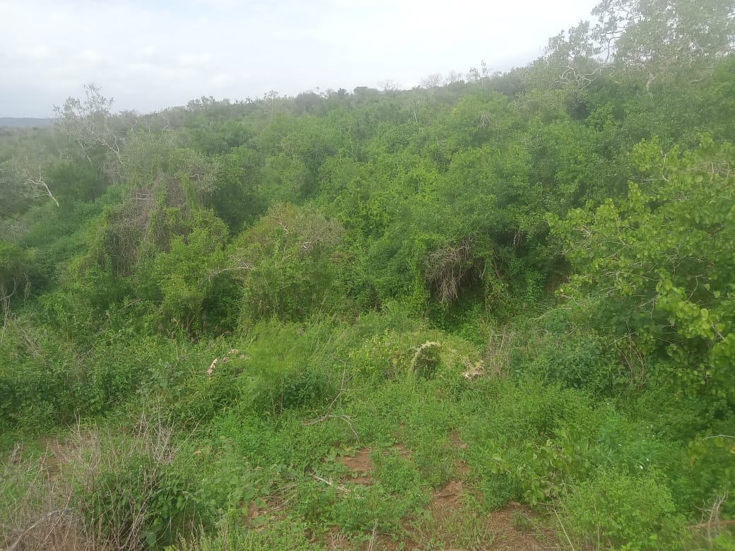 Mkaazi garashi farm land for sale 10 7346800