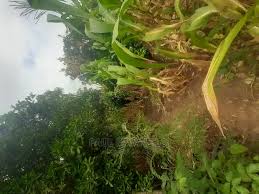 Land for Sale in Kilala Makueni