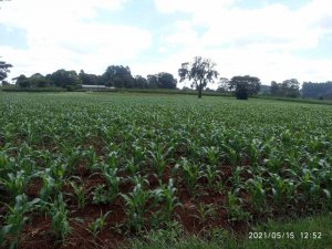 land for sale in kiambu near nazareth hospital ria1k