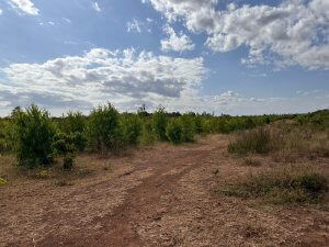 Land for Sale in Rwika