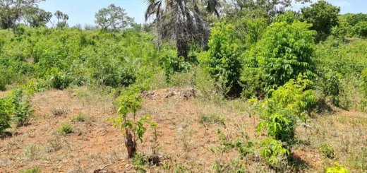 quatre acre plot for sale in diani gilsh