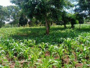 Land for Sale in Gem 