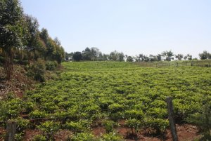land for sale in githiga kiambu