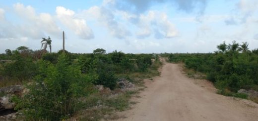 Mkaazi 20 acres jacaranda for sale 1 592x444 1