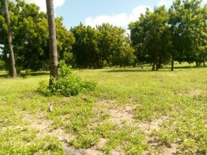 Mkaazi 50 acres at Ngomeni for sale 8 592x444 1