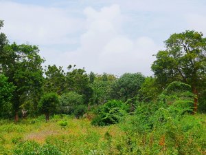 land for sale in bofa