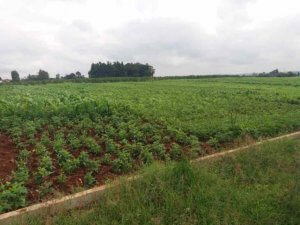 5 acre land for sale in kitisuru xxtew