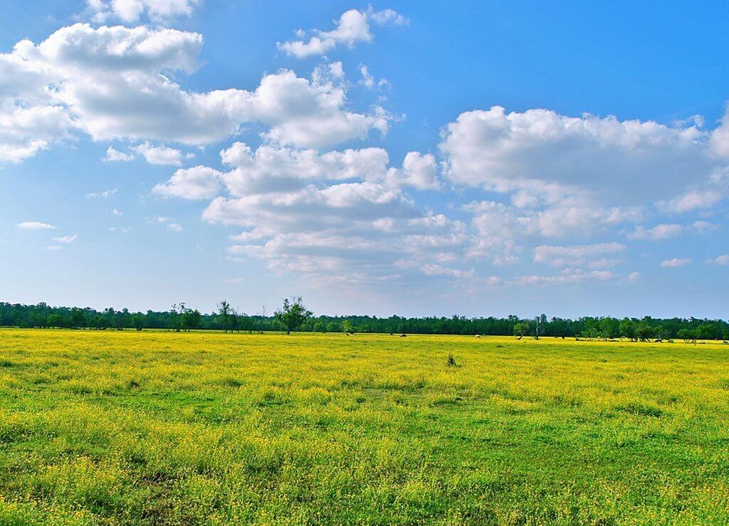 meadow 413897 1920 1024x739 1